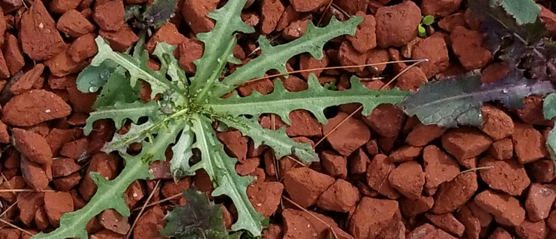 Weeds in Rocks (is Roundup Safe?)