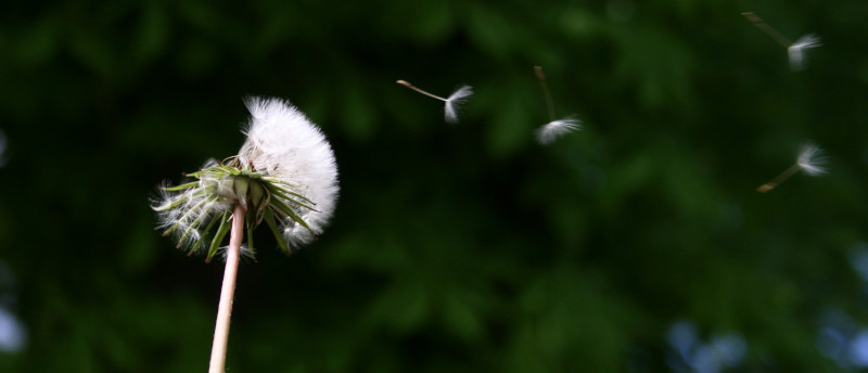 Dandelion blown in the wind